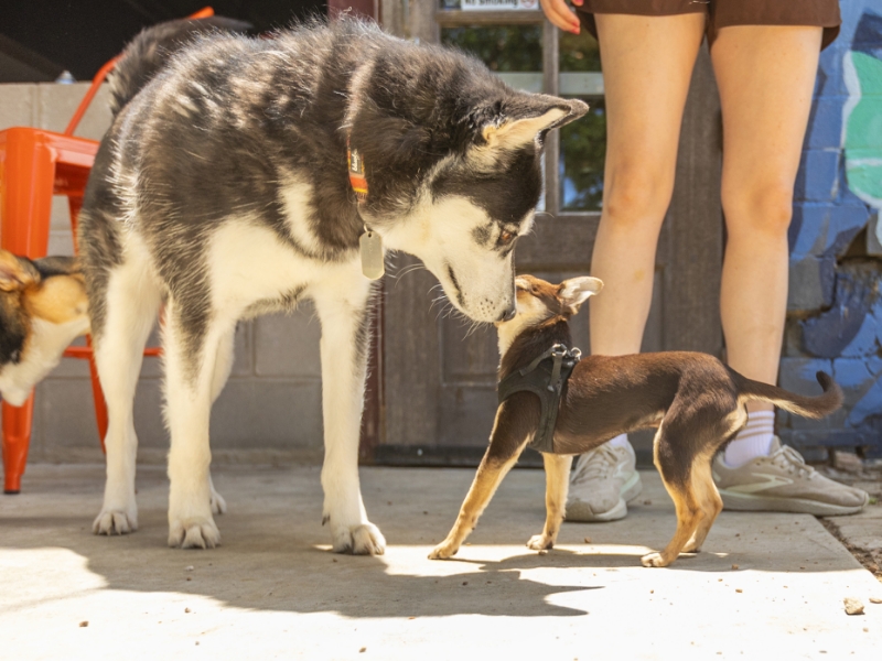 A large husky and a small brown dog greet each other on a sidewalk near a person's legs