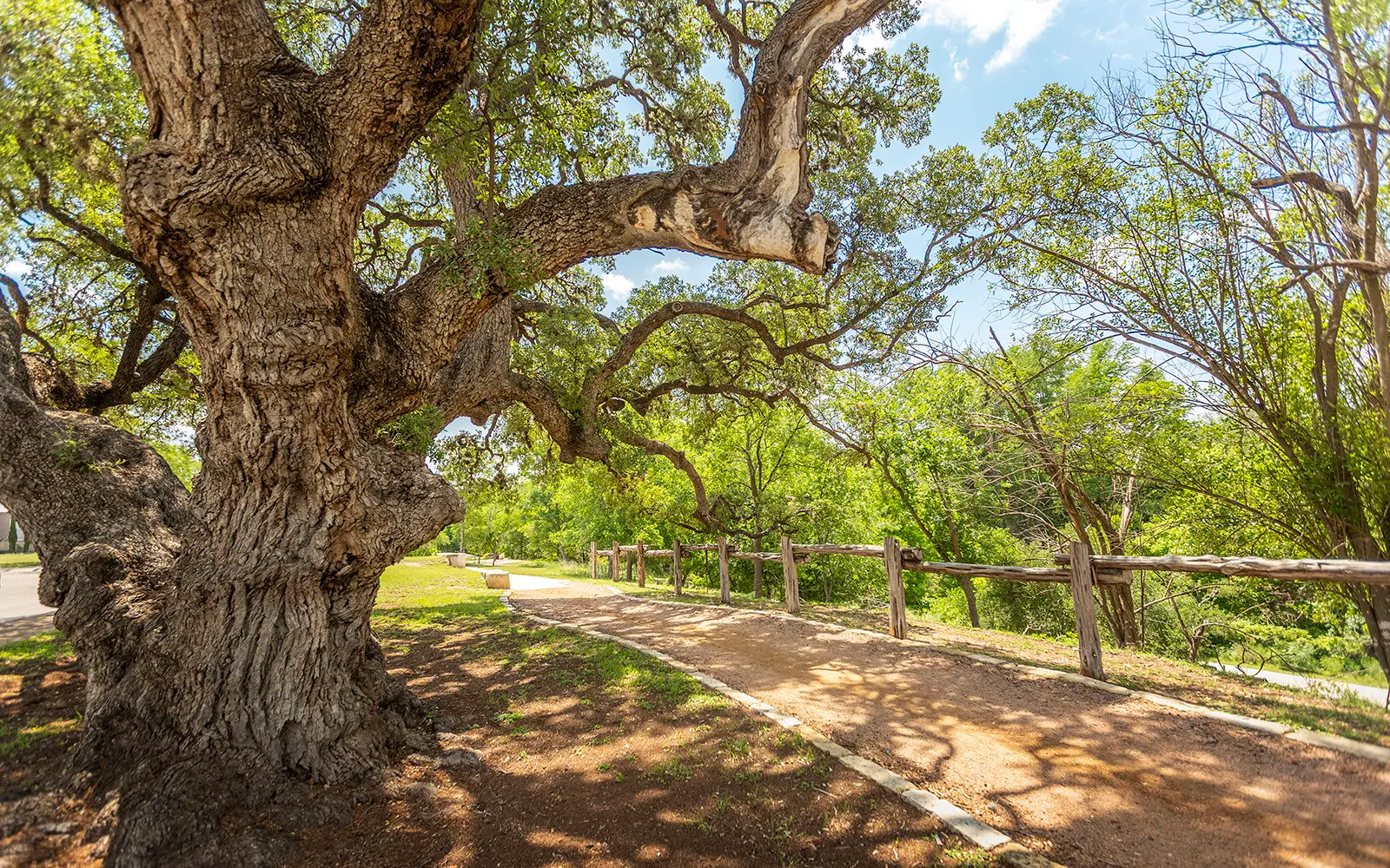 Sunlit walking trail in Kerrville lined with a sprawling oak tree and rustic wooden fence.