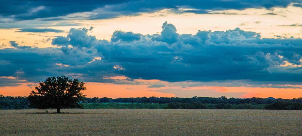 A lone tree stands in a vast golden field at sunset, with dramatic blue clouds overhead