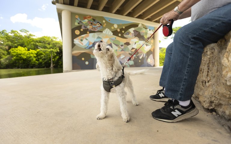 A small white dog on a leash barks at the sky near a colorful mural under a bridge